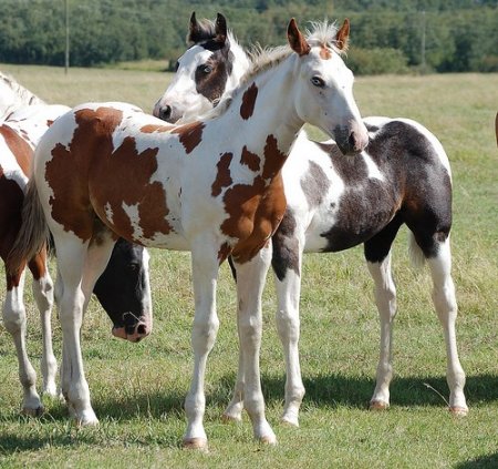 Два жеребенка американских пейнтхорса