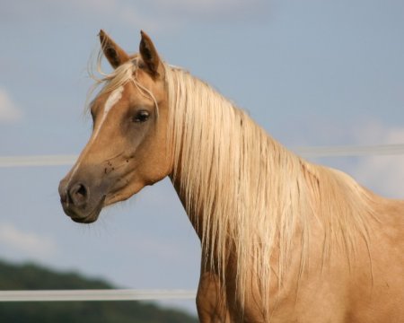 Голова шагди