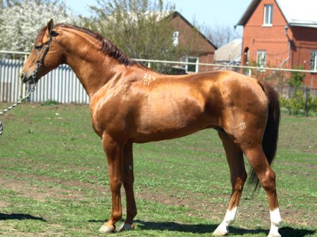 Обузданный шагди