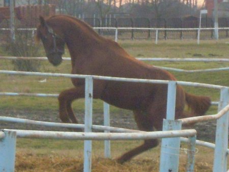 Шагди на дыбах