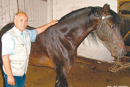 27-летнего конокрада в Хакасии нашли по следам от копыт лошади-тяжеловоза