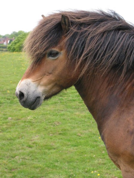 Готландский пони (скогсрусс)