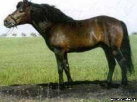 Готландский пони