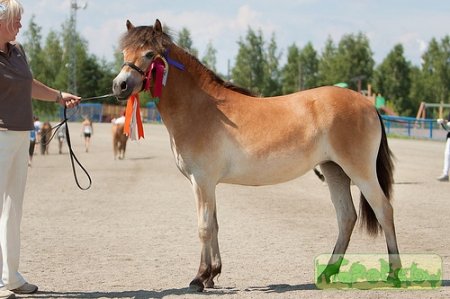 Готландский пони и человек