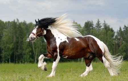 Коричнево-пегая голландская лошадь