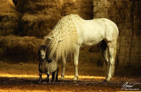Фото лошади и пони