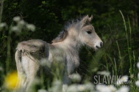 Фото жеребёнка
