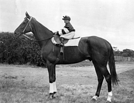 Фото Фар Лэпа под седлом Джеральда, маленького сына своего тренера и владельца Генри Телфорда