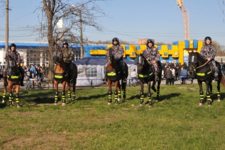 В Ростове представили новую форму для лошадей, служащих в полицииКомментарии: 1