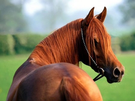 Интересное о породах лошадей