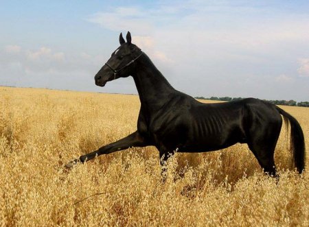 Вороной ахалтекинец