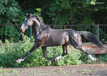 Орловский рысак