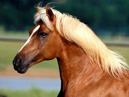 Фото лошади