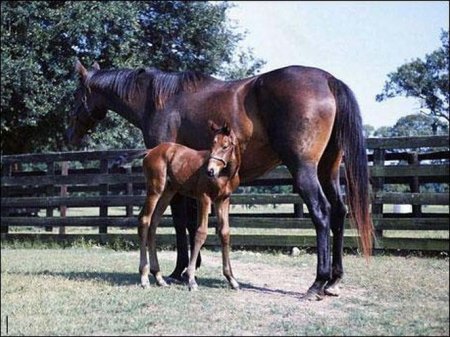 Кобыла с жеребенком