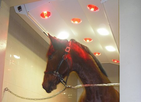 Лошадь в солярии
