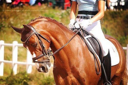 Лошадь голштинской породы