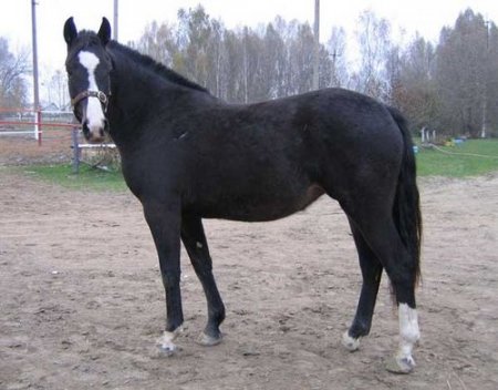 Вороной латвиец