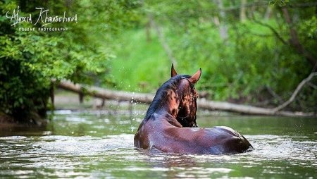 Купаем лошадь в водоёме.