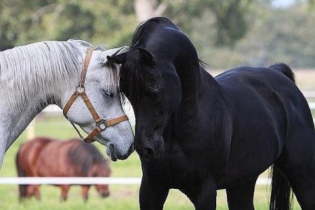 Что есть любовь и дружба для лошадей?