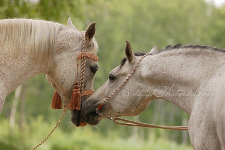 Фото двух арабских лошадей