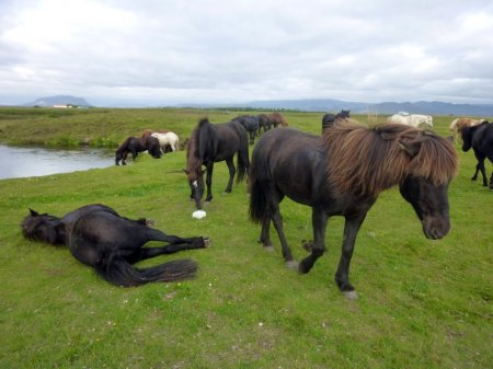 Исландские лошади