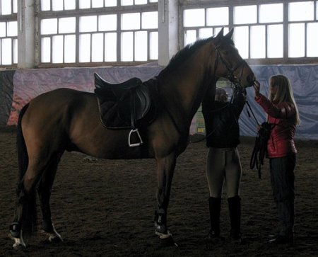 Лошадь в манеже