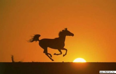Арабская лошадь на закате