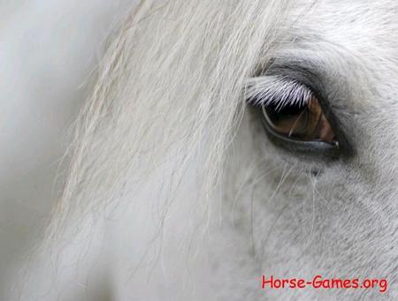 Мозаика глаз лошади. Онлайн игра про лошадей