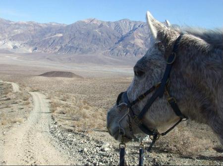 Мозаика лошадь в пустыне. Онлайн игра про лошадей