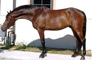 Швейцарская теплокровная лошадь