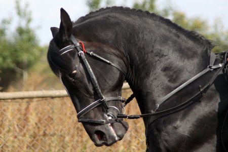 Фото лошади вороной масти