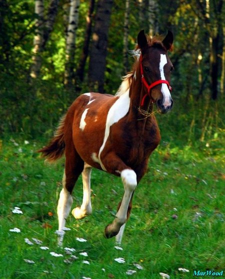 Красавица, милашка Фанта - жеребёнок нуждающийся в помощи, участница ЭквиХелп