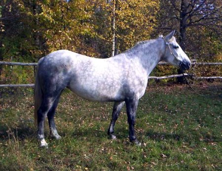 Фото лошадки латвийской породы типа упряжной (массивный) серой в яблоко масти