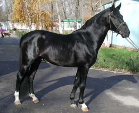Фото лошади латвийской породы типа спортивный (облегчённый) вороной масти