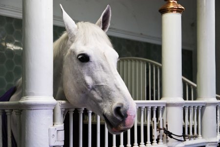 Фото лошадки виндозорской серой породы серой в гречку масти в деннике
