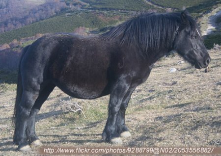 Астурийский пони