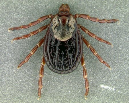 Dermacentor marginatus