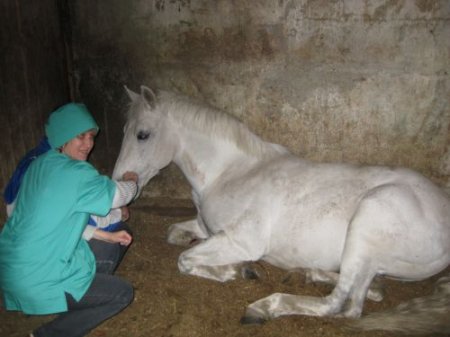 Оказание ветеринарной помощи лошади