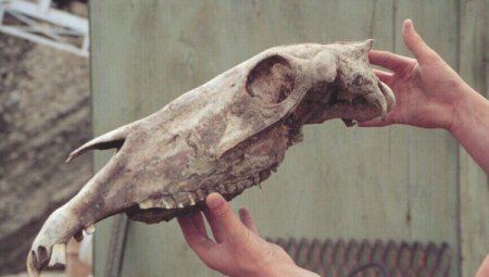 700-тысячелетняя днк прояснила родословную лошадей