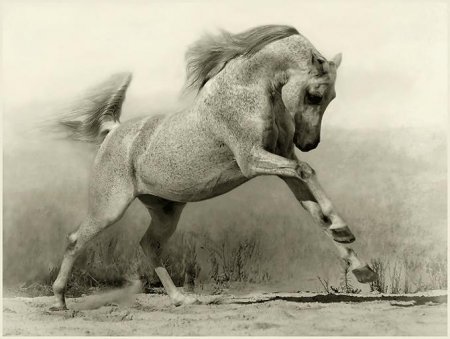 Оценка экстерьера арабской лошади