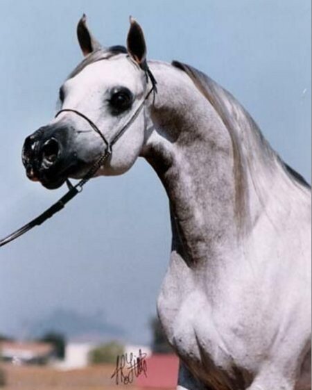 Морда арабской лошади