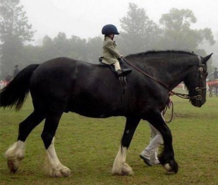Ребёнок на вороном коне