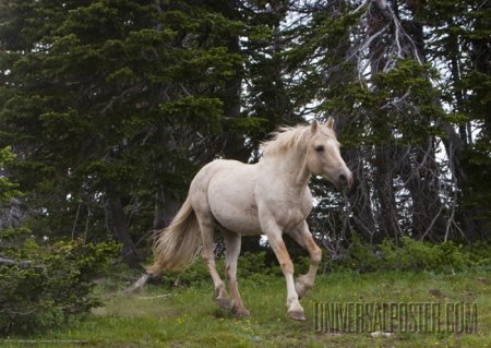 Дикие лошади Скалистых Канадских Гор. Смотреть фильм про лошадей онлайн
