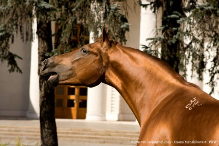Фото красавца – донского жеребца рыжей масти