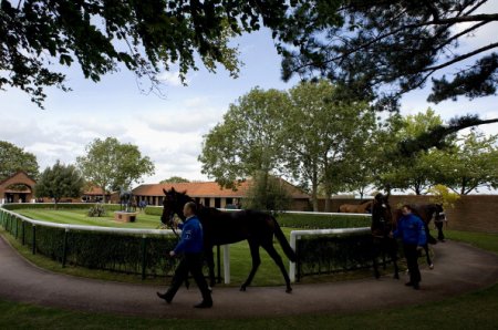 Подготовка к скачкам