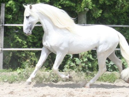 Фото серой лошади чистокровной испанской породы