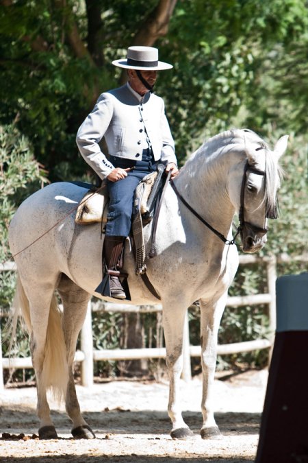 Фото лошади чистокровной  испанской породы с всадником