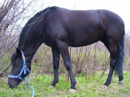 Фото лошади с прической "щеточка"