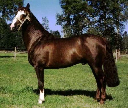 Чилийская лошадь