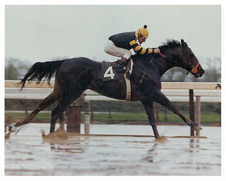 Фото несравненного жеребца Сеатл Слю